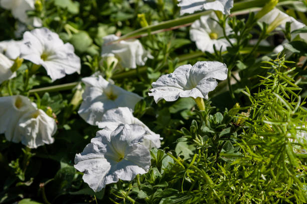 istock Beautiful flowers of petunia in sunlight 1016592302