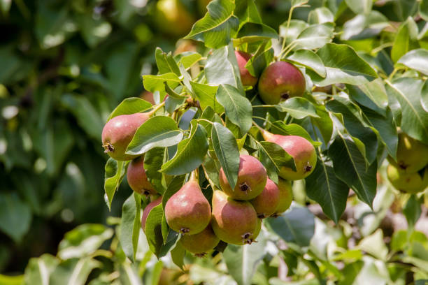 istock ripening red pear on a tree in the garden 1016592430