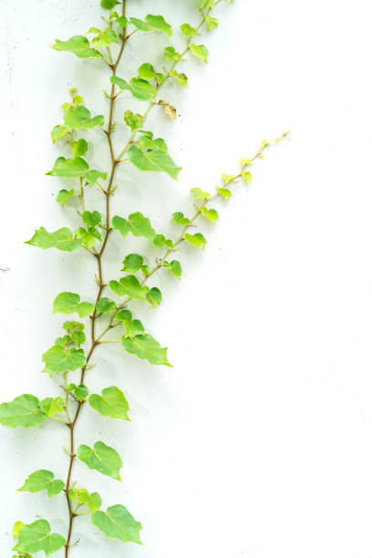 istock ivy leaves isolated on white 1016595538