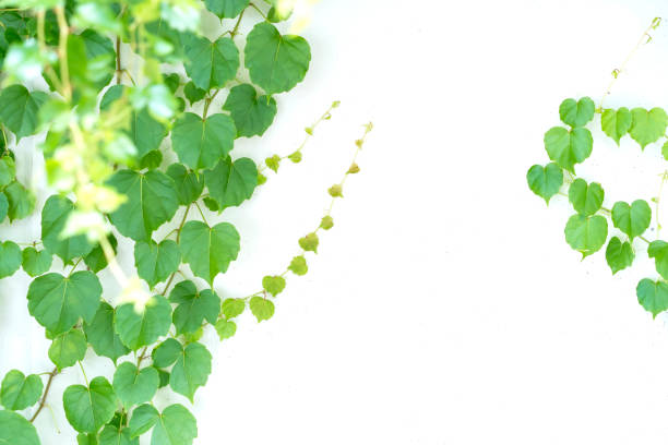istock ivy leaves isolated on white 1016595540