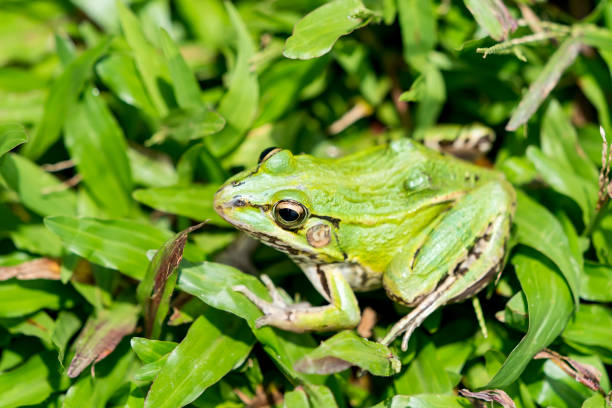 istock green frog sitting in grass 1016595670