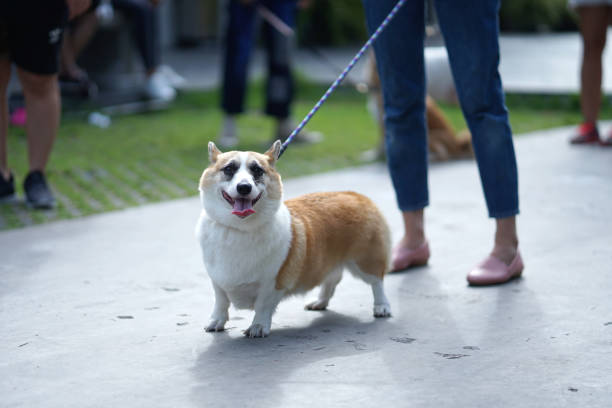 istock Welsh Corgi dog with black eyes walking side by side with his owner 1016596668