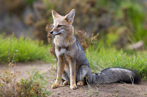Pampas Grey Fox, La Pampa, Argentina
