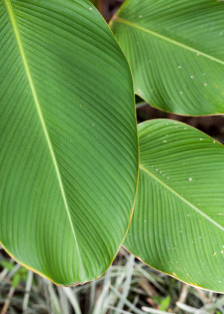 istock Tropical banana leaf texture, large palm foliage clouse up 1016609376