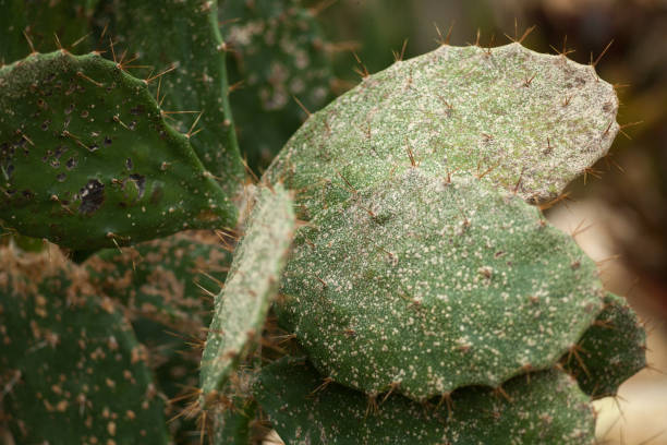 istock Large green cactus with needles close-up 1016611244