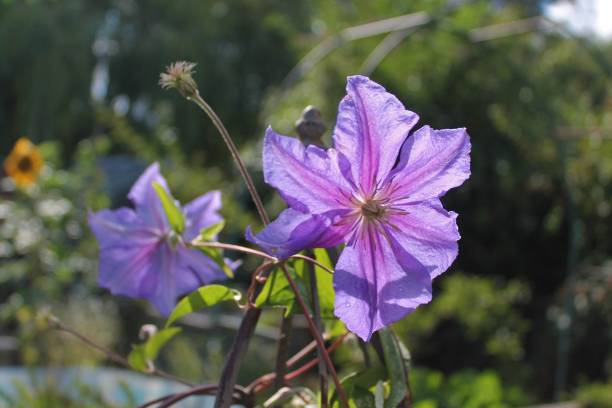 istock Purple Clematis Flowers on Metal Climber 1016615112