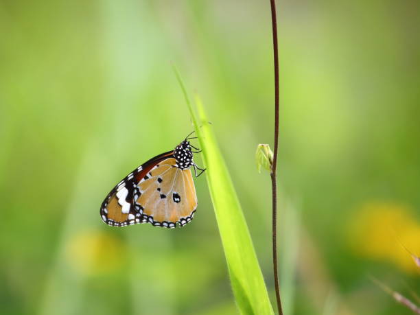 istock close up beautiful butterfly in fresh natural 1016620240