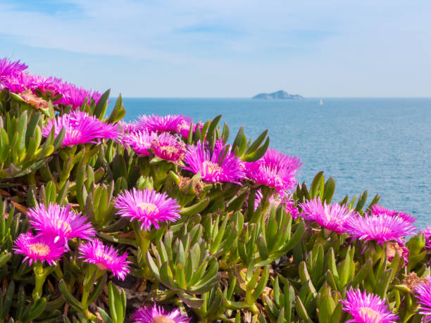 Carpobrotus flowers near the sea in Piombino, Tuscany, Italy stock photo