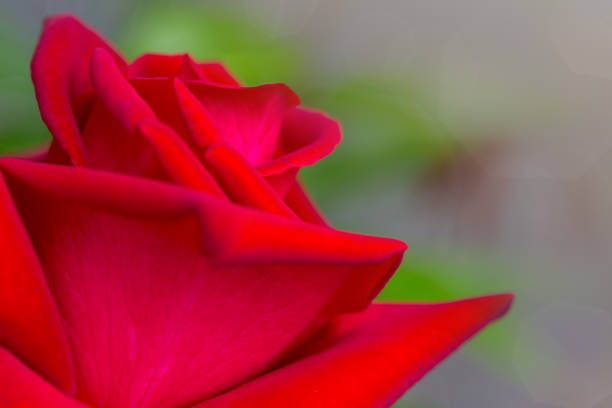 Red rose with water drops. Macro shot on red rose.