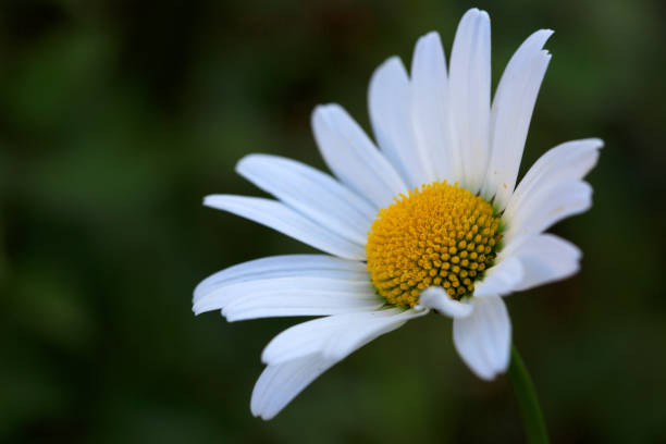 istock Macro Shot of white daisy flower in sunset light 1016624120