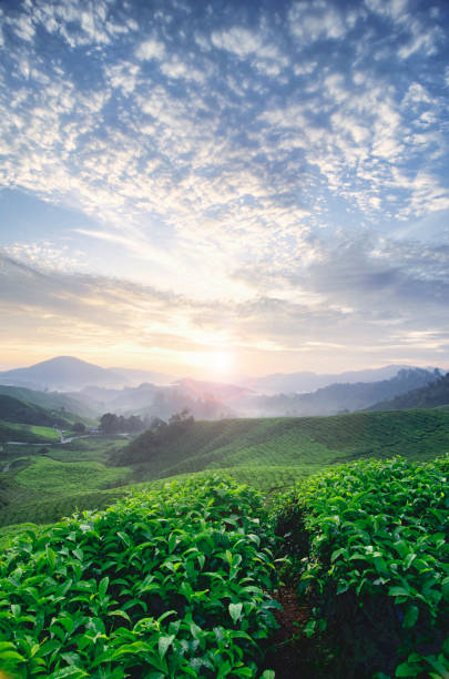 istock beautiful morning during sunrise at tea farm. 1016628462