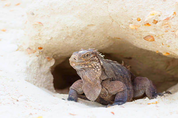 Sudan plated lizard