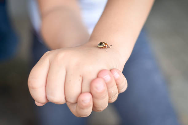 istock Children hands holding a colorado potato beetle 1016628956