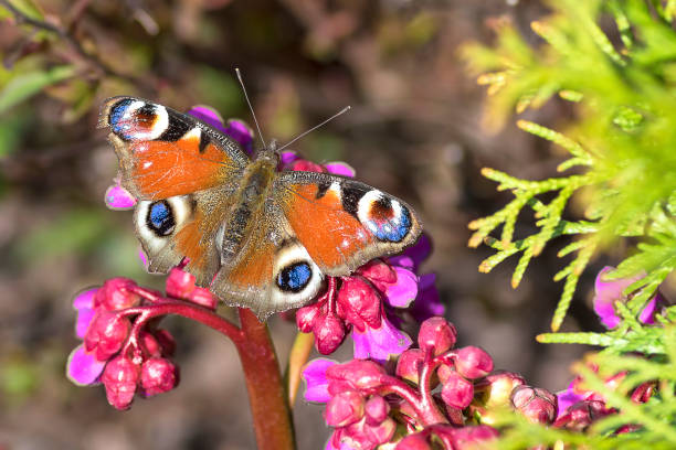 butterfly with spreading colored wings on a close-up flower - butterfly flying tropical climate close to imagens e fotografias de stock