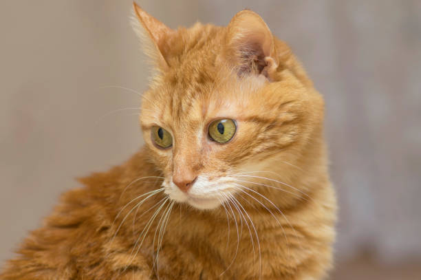 istock Fluffy red cat with big green eyes closeup 1016630650
