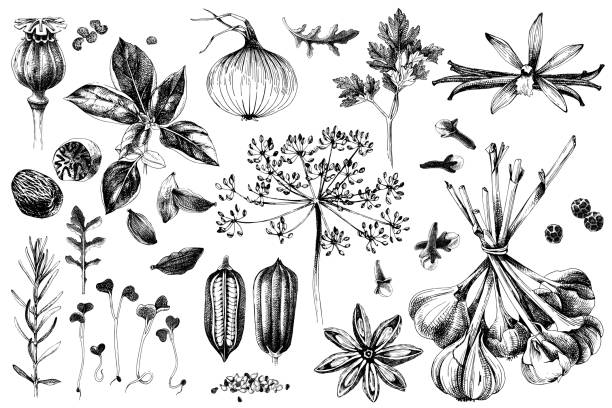 ilustrações, clipart, desenhos animados e ícones de conjunto de ervas e especiarias de mão desenhada - cardamom seed plant isolated