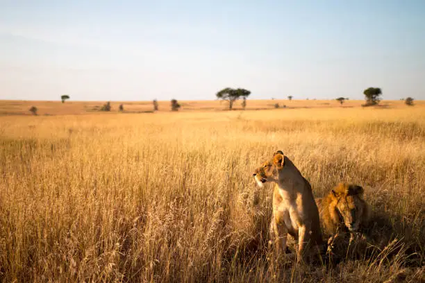 At Serengeti National Park