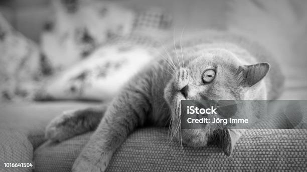 British Shorthair Stock Photo - Download Image Now - Animal, Animal Hair, Beauty