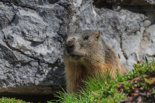 Alpine Marmot On Rock Stock Photo - Download Image Now - Alpine climate,  Animal, Animal Wildlife - iStock