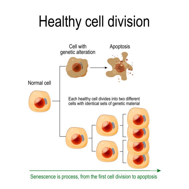 Healthy cell division Healthy cell division. Each healthy cell divides into two different cells with identical sets of genetic material. Senescence is process, from the first cell division to apoptosis. Vector diagram for your design, educational, science and medical use mitosis stock illustrations