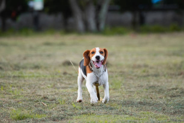istock Close up of cute young Beagle playing in field 1016644848