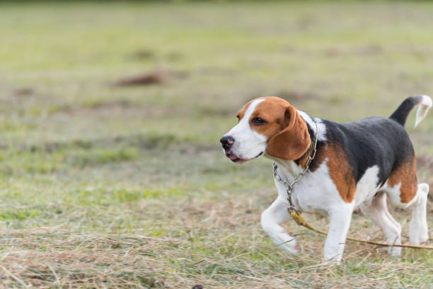istock Close up of cute young Beagle playing in field 1016644872
