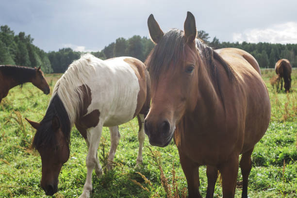 istock Horses in the field 1016647404