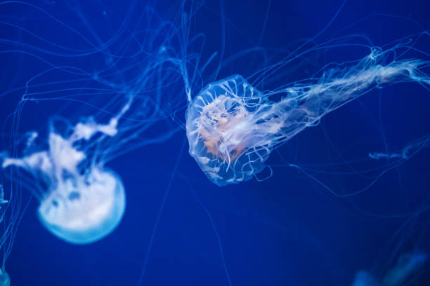 istock A jellyfish swimming in motion 1016647848