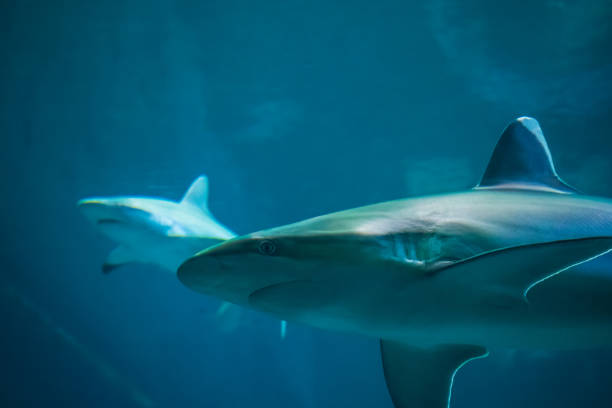 a silvertip shark swimming - requiem shark imagens e fotografias de stock