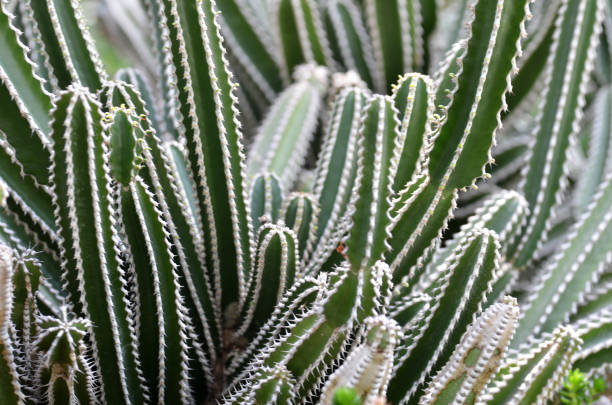 Cactus planted in a botanical garden, Singapore
