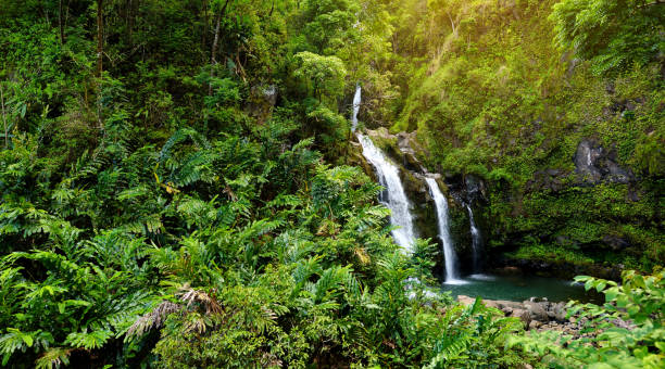 3 匹のクマ、岩・人気スイミング ホールでは、豊かな植生の中で大きい滝のトリオとも呼ばれる上 waikani 滝オフ花高速道路、マウイ島、ハワイへの道 - maui waterfall hawaii islands hana ストックフォトと画像