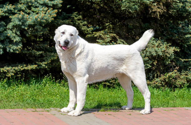 istock Central Asian Shepherd Dog looks aside. 1016654996