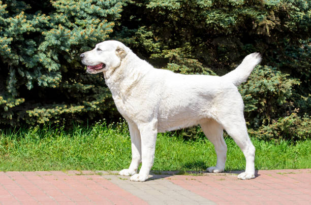 Central Asian Shepherd Dog stands in profile. Central Asian Shepherd Dog stands in the city park. kangal dog stock pictures, royalty-free photos & images