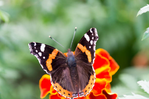istock Colorful orange butterfly 1016658056