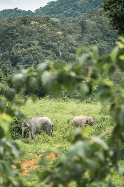 istock Kui Buri National Park – Elephants eating 1016658406