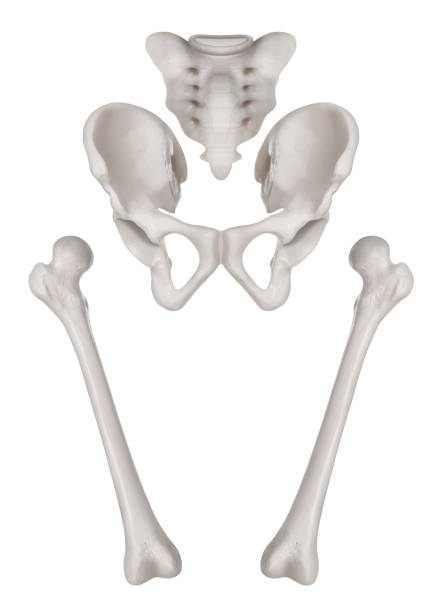 menschliche knochen der hüfte zu trennen und untere extremität-healthcare-mensch anatomie und medizinische konzept isoliert auf weißem hintergrund. - pelvic bone stock-fotos und bilder