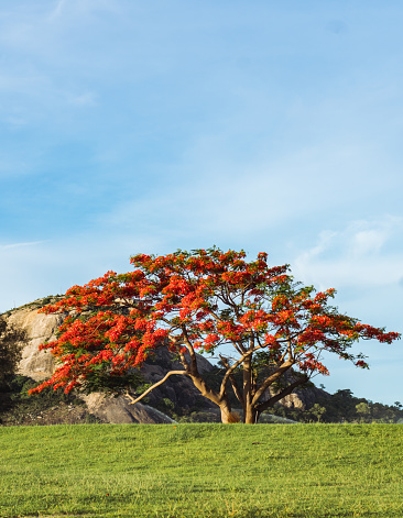 Colorful composition of a red tree in Thailand