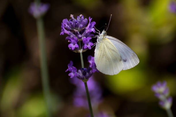 istock Butterfly standing on the lavender, in spring time 1016659050