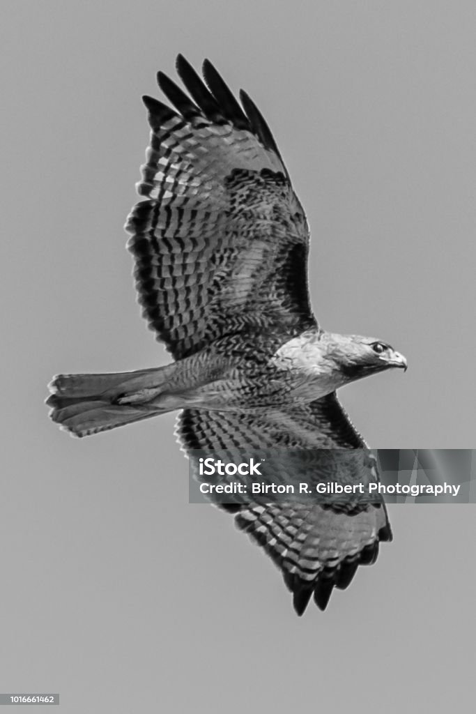 Hawk Hawk in search of life Black And White Stock Photo