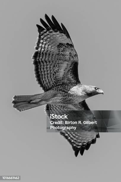 Hawk Stock Photo - Download Image Now - Black And White, California, Flying