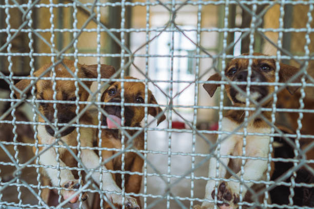 cuccioli in gabbia - opificio foto e immagini stock