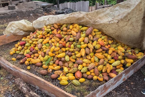istock Cacao pods in Sao Tome 1016667794