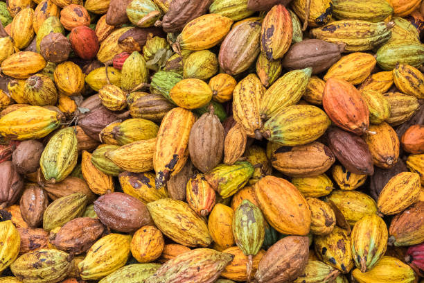 istock Cacao pods in Sao Tome 1016670086