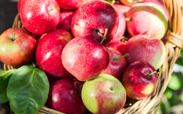istock A lot of red appetizing apples in a wicker basket 1016672816