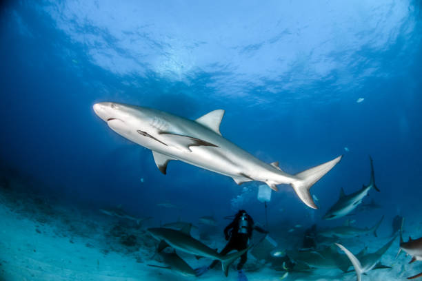 istock Caribbean reef shark at the Bahamas 1016672956