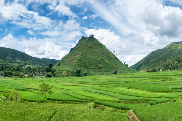 istock Green mountain with rice field terraces 1016673104