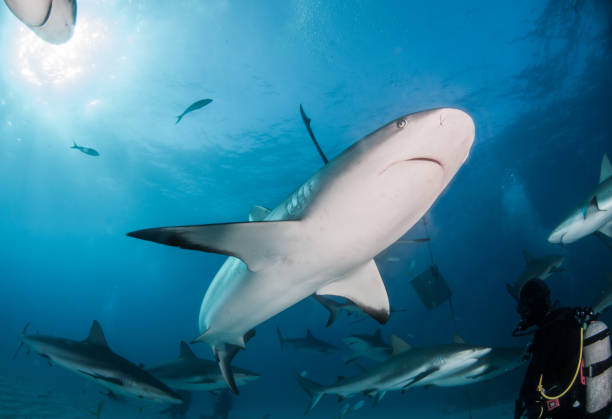 istock Caribbean reef shark at the Bahamas 1016673178