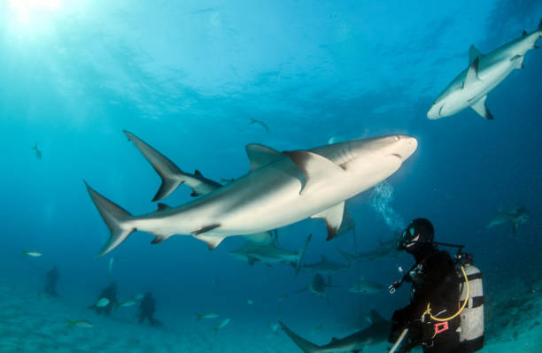 istock Caribbean reef shark at the Bahamas 1016678000