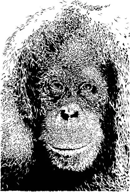 Vector illustration of Female orangutan portrait in black lines