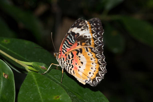 istock a left side and back view of a leopards net falter on a green leaf 1016678120